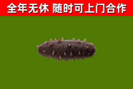 浮山烟酒回收干海参.jpg